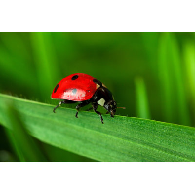 Coccinelle par Eli_Asenova