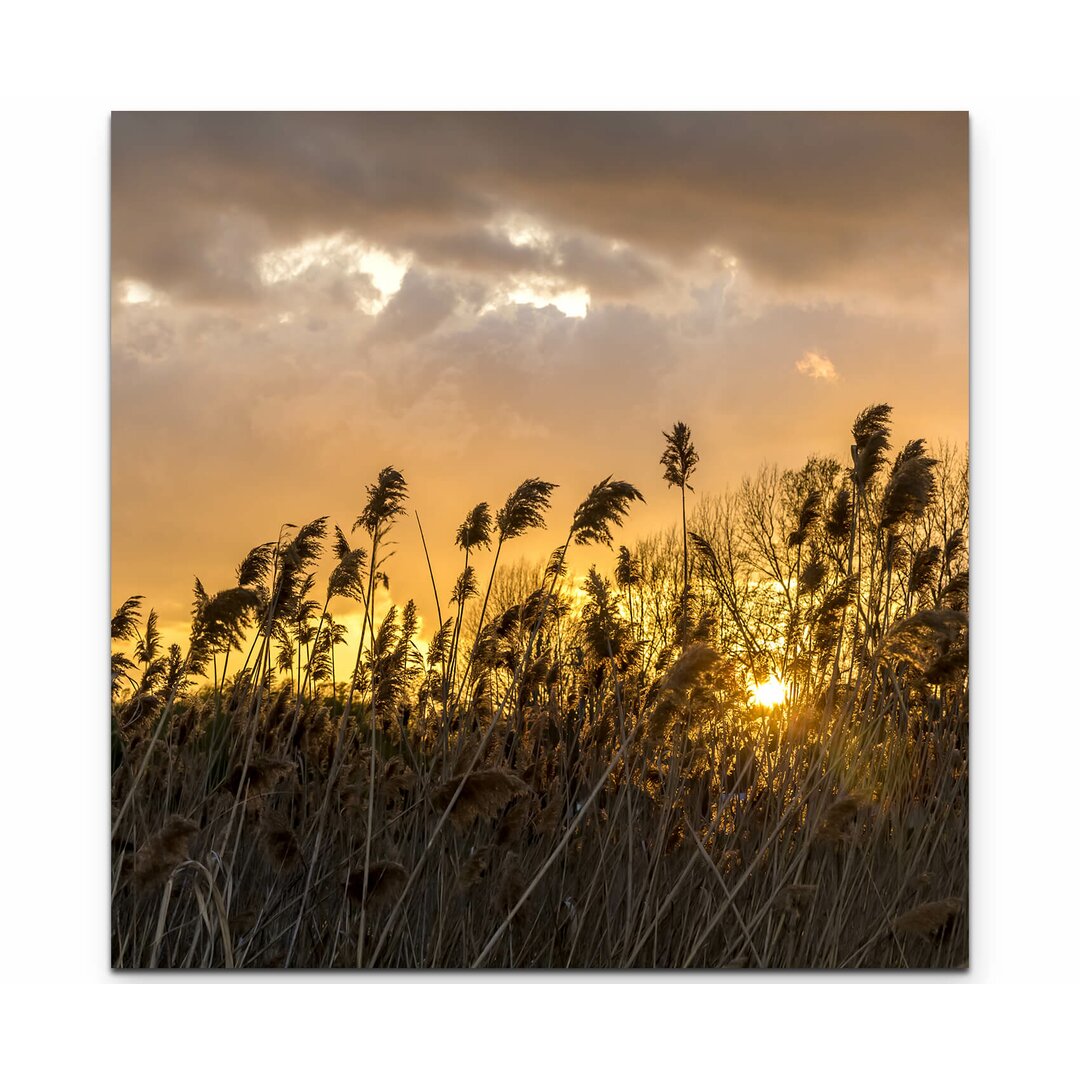 Leinwandbild Wildgraswiese im Sonnenuntergang