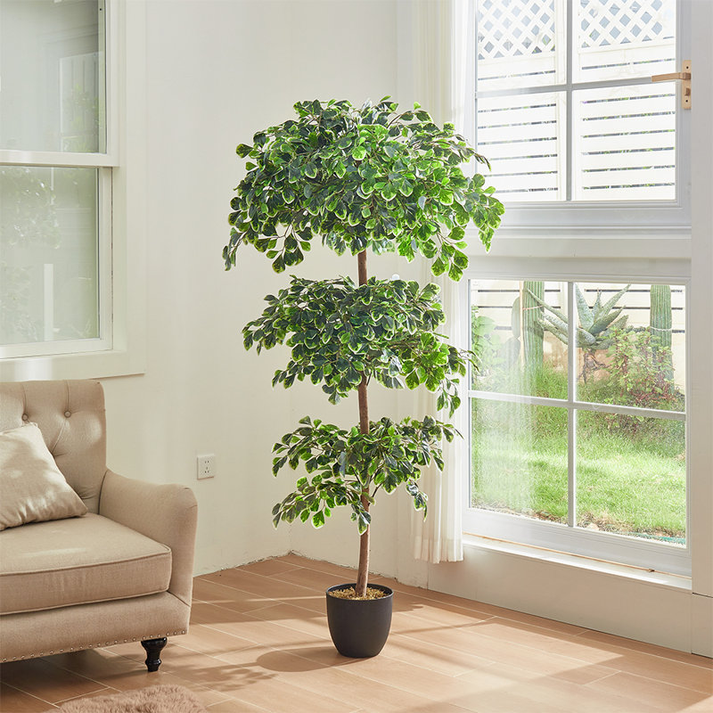 185cm Plant