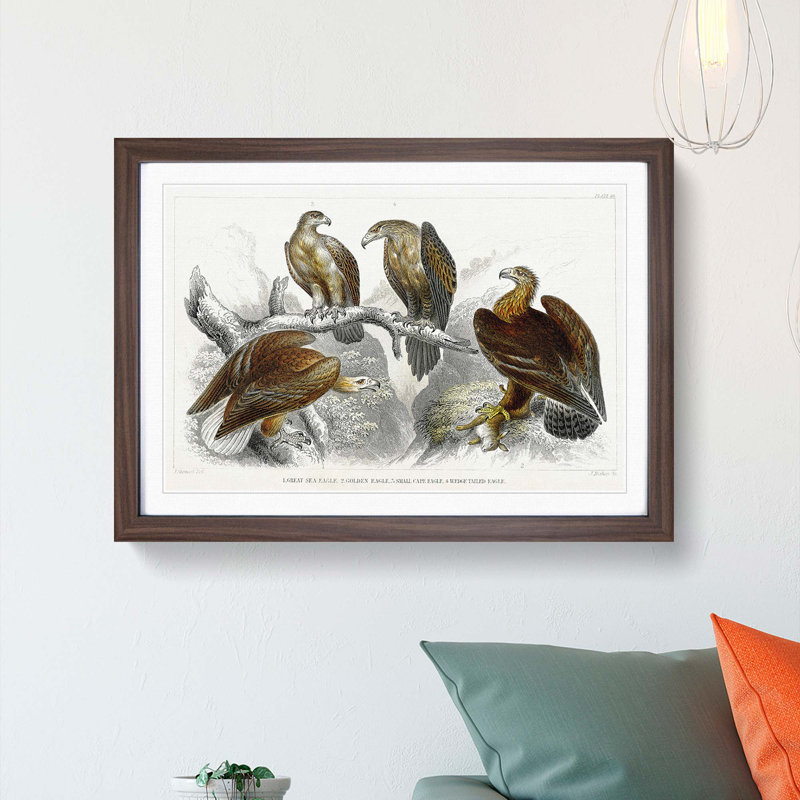 Collection of Eagle Birds by Oliver Goldsmith - Picture Frame Painting, Walnut Framed, 27cm H x 36cm W x 2cm D