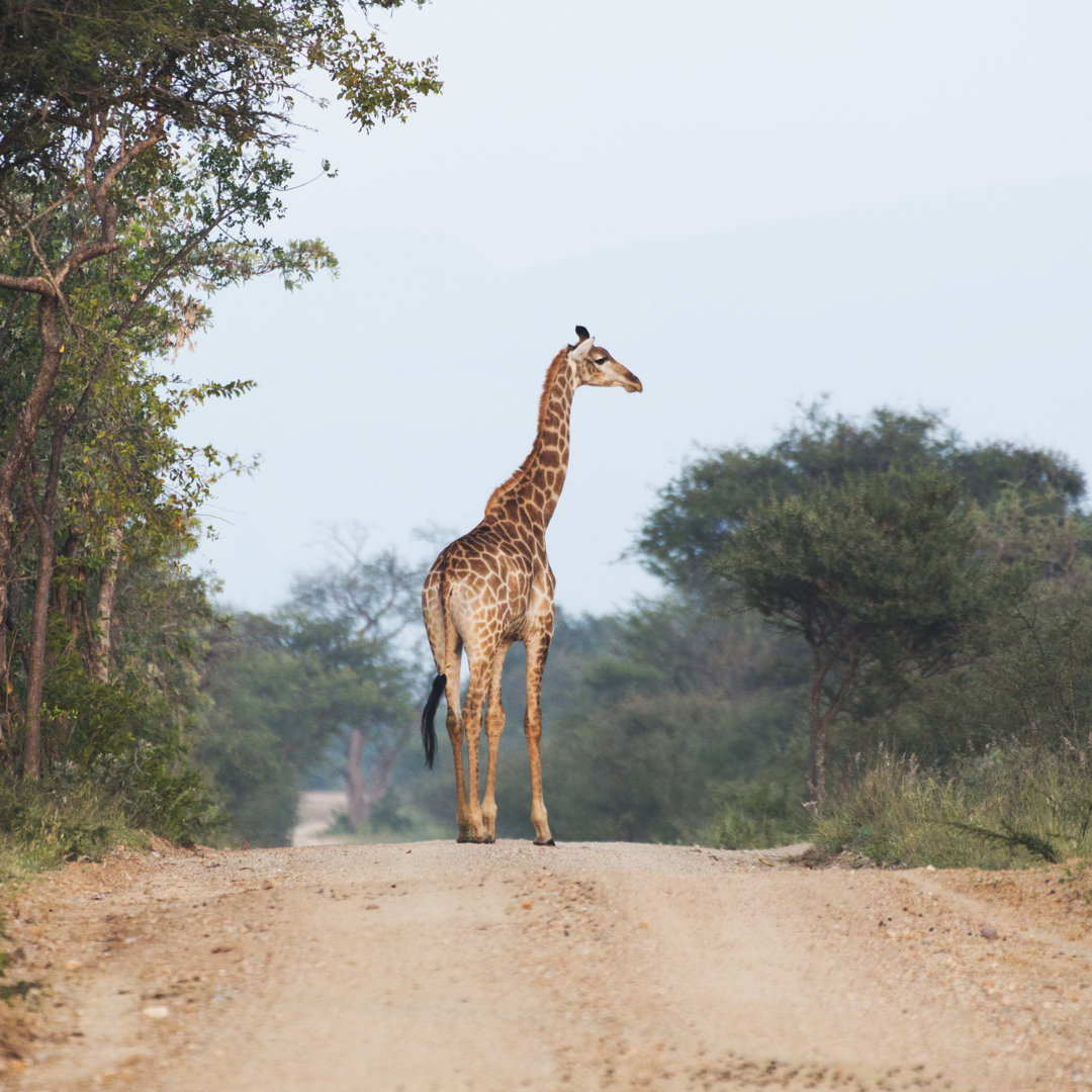 Giraffe In Kruger Wildlife Reserve von Tunart - Kunstdrucke auf Leinwand