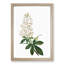 Horse Chestnut Tree Flowers by Pierre-Joseph Redoute - Framed Print-55579076-55579077