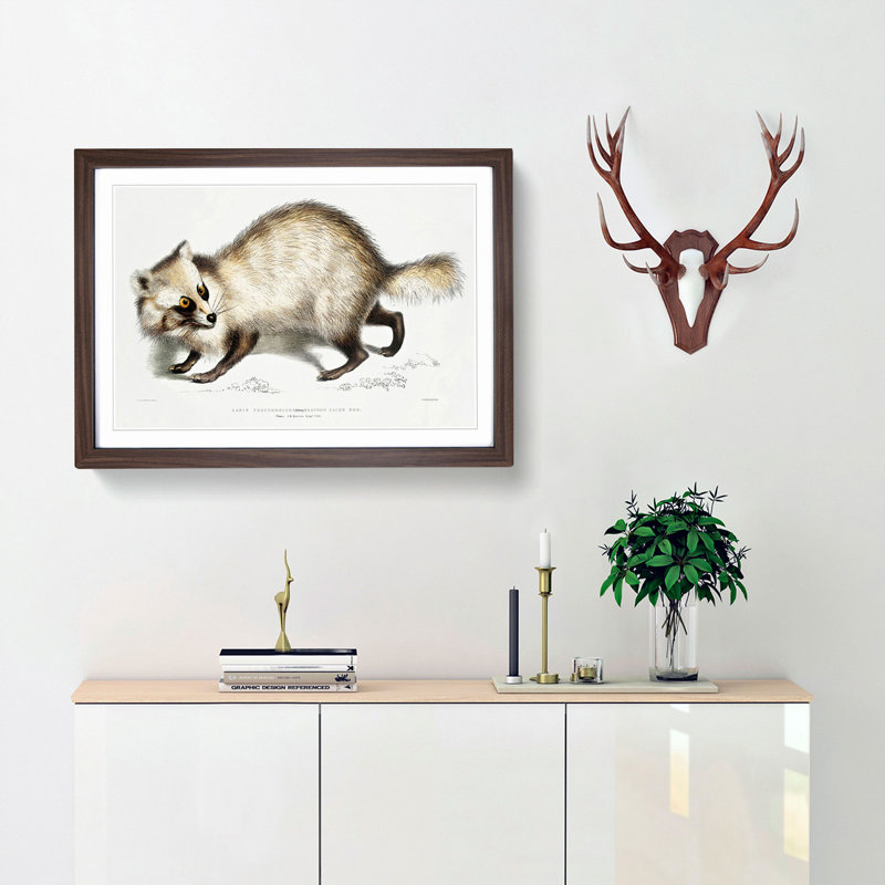 Racoon-Faced Dog by John Edward Gray - Picture Frame Painting Print, 50cm H x 76cm W x 2cm D, Walnut