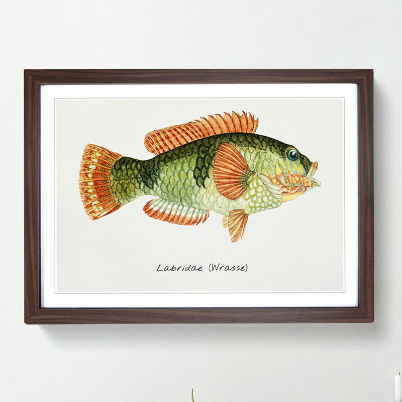 Illustration of a Wrasse Fish by F.E. Clarke - Picture Frame Painting Print, Walnut Framed, 48cm H x 65cm W x 2cm D
