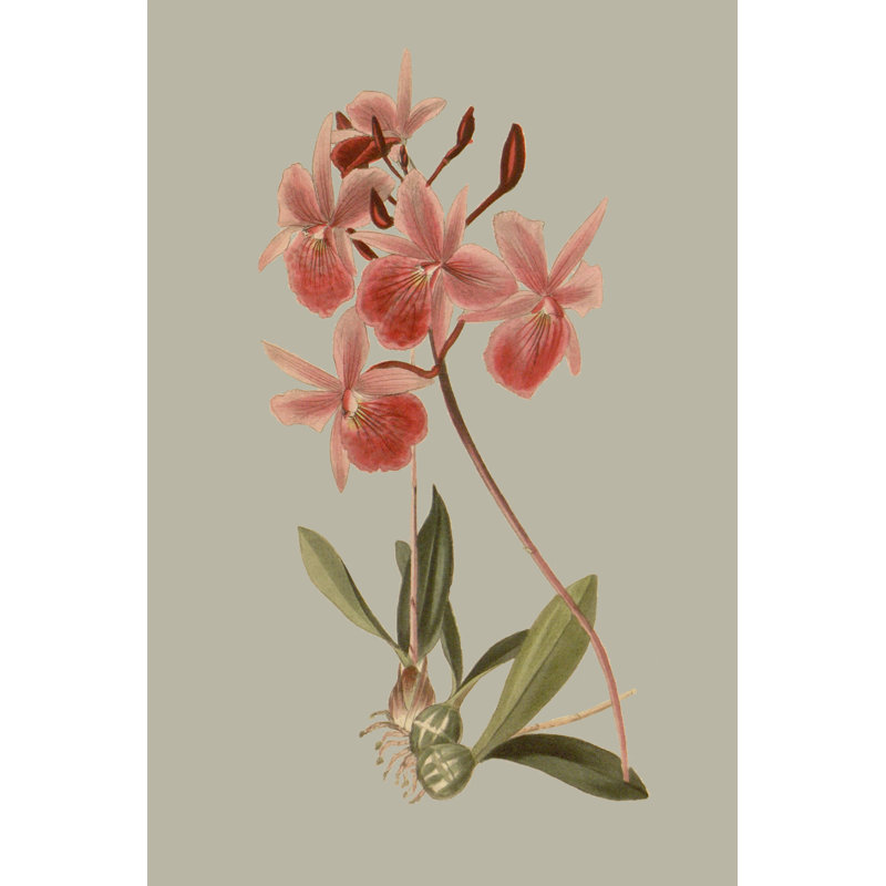 Botanical Array IX by Vision Studio - Painting, 46cm H x 30cm W, Wrapped Canvas