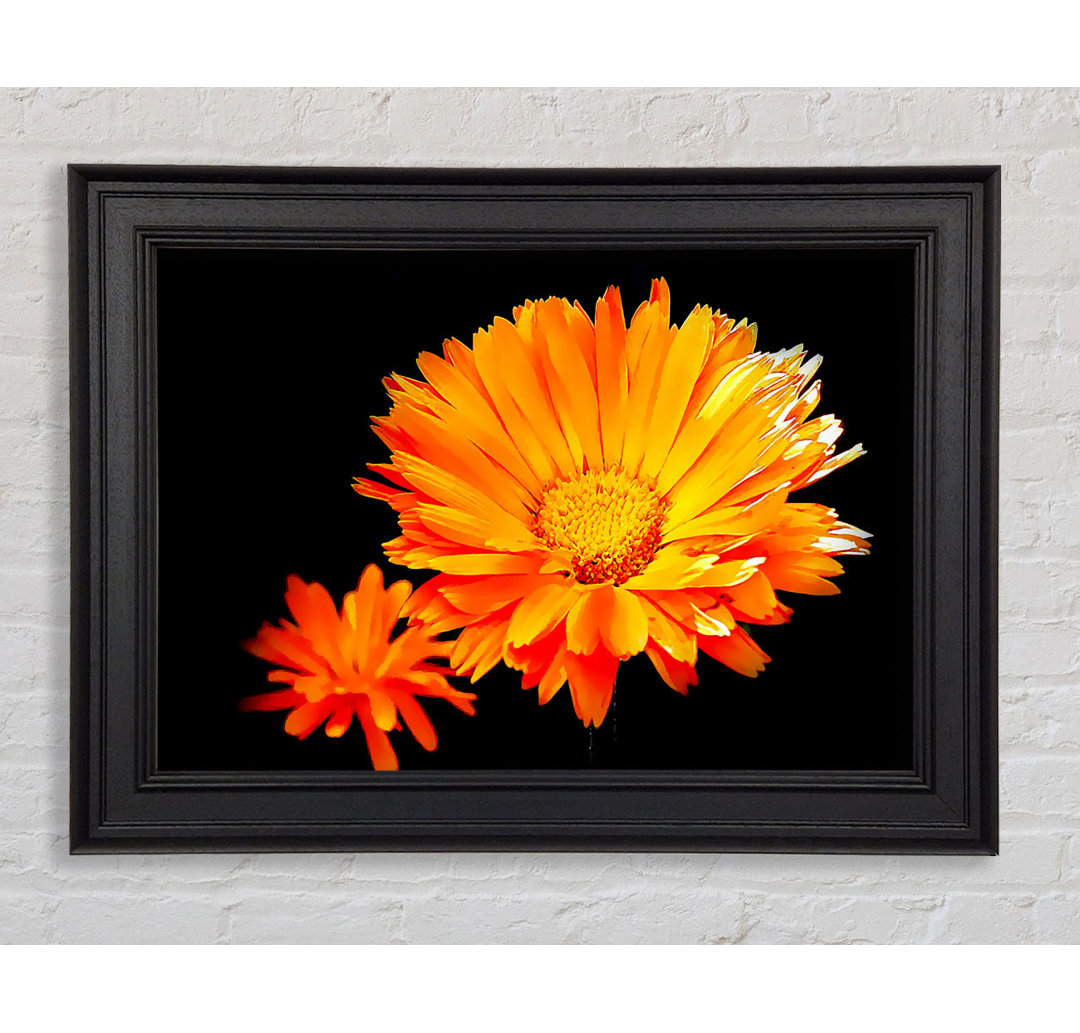 Leuchtend orangefarbene Gerberas - Druck