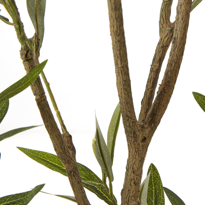 Andaiye 210cm Plant in Pot