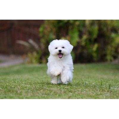White Dog Running - Wrapped Canvas Print