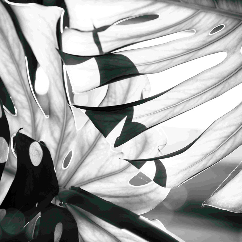 Monstera monochrome - impression, H 12 po x l 12 po, Non, Toile tendue