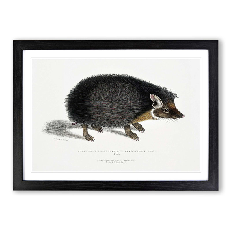 Collared Hedgehog by John Edward Gray - Picture Frame Painting Print on MDF, 27cm H x 36cm W x 2cm D, Black Framed