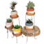 Kenzo Pot Planter - Set of 5