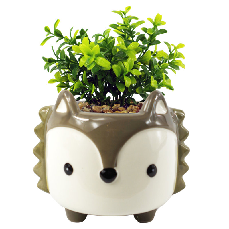 Annistin 15cm Plant