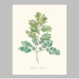 Herb Garden VI Print by Sara Brown