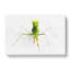 Praying Mantis - Wrapped Canvas-56640777