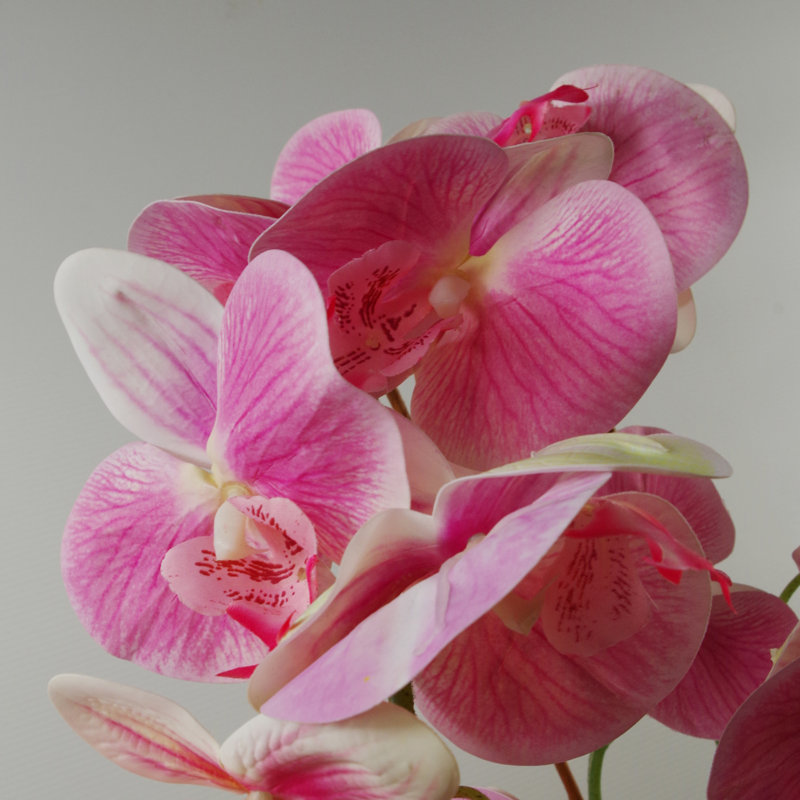 Anneus 70cm Plant
