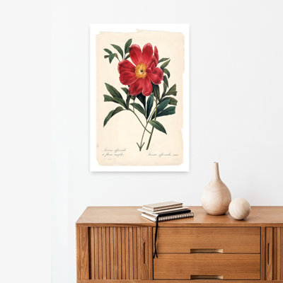 «Red Botanical IV», fleur de pivoine réaliste et classique
