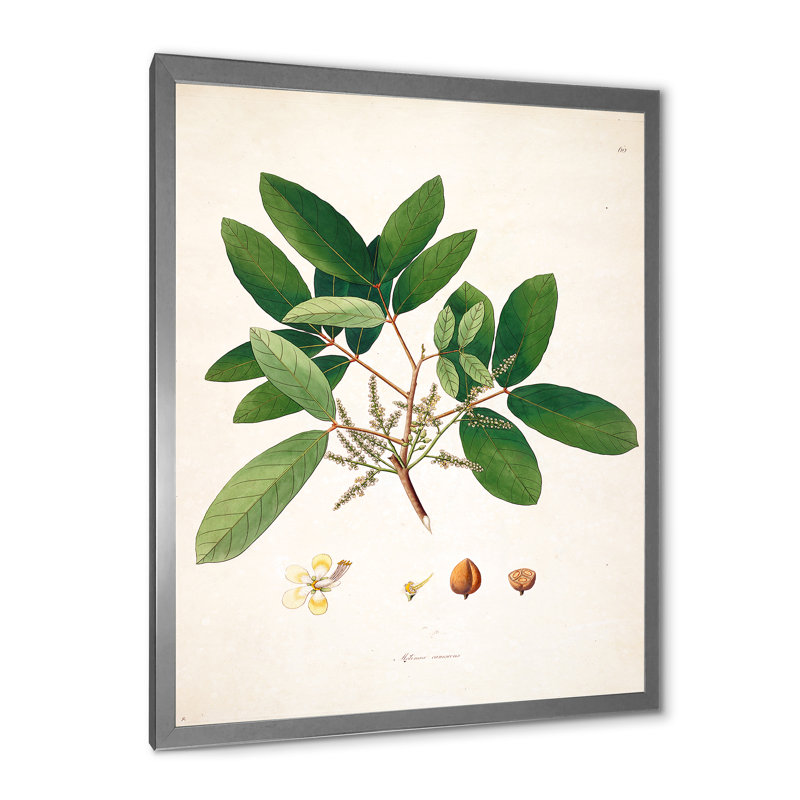 Vintage Botanicals II - peinture sur toile, H 40 po x l 30 po x 1,5 po, Cadre photo argenté