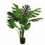 Plante tropicale avec pot à fleurs Monstera Deliciosa