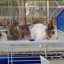Rabbit Cage-86757698
