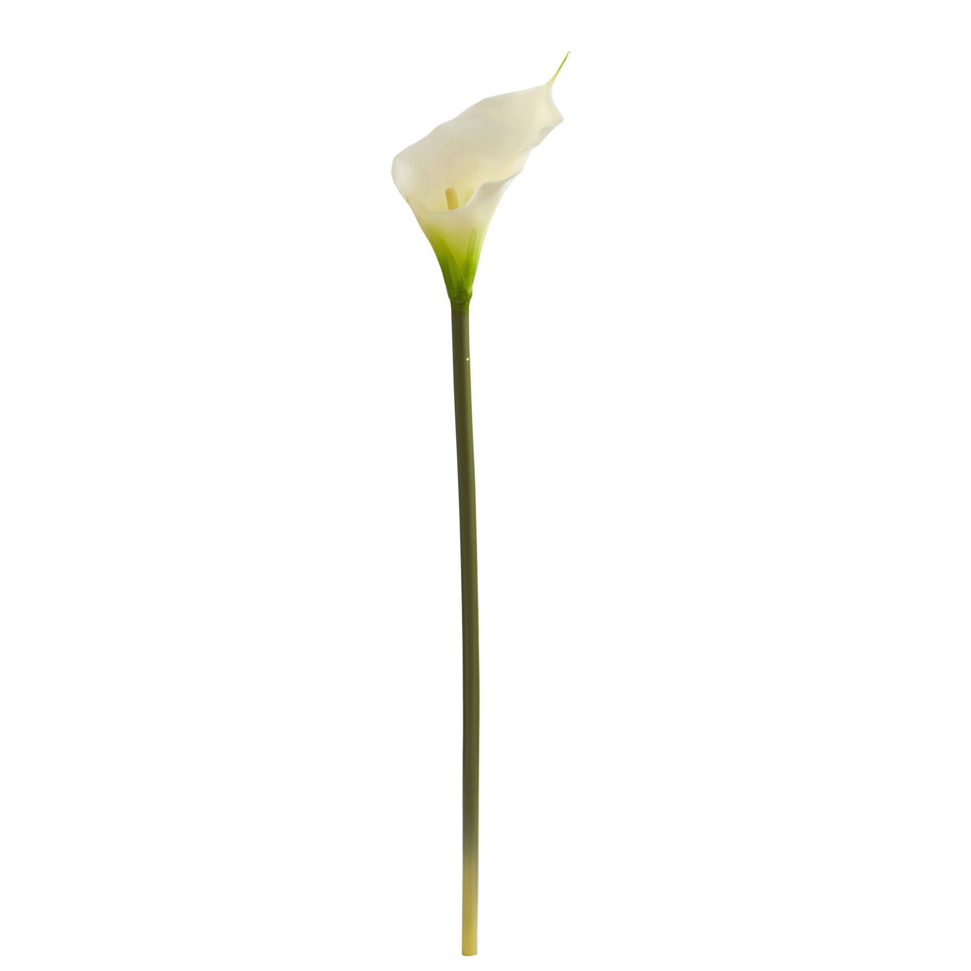 Calla Lilies Stem, Cream