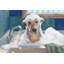 Wash Wash Your Trouble - reproduction d'art sur toile tendue-1731107221