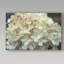 «Kernell Hydrangea Delight I» par Felicity Bradley - reproduction de photo sur toile-25675541