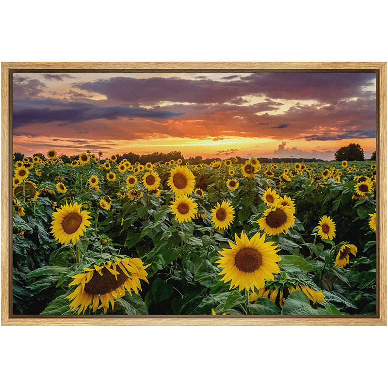 Tournesol, coucher de soleil, horizon, champ de tournesols, nature sauvage - photographie à cadre flottant, L 24 po x H 16 po