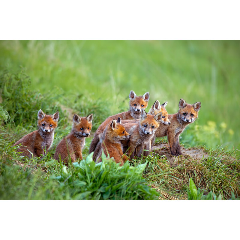 Red Fox Vulpes Vulpes Cubs Sitting By The Den by JMrocek - Wrapped Canvas Print, 20cm H x 30cm W x 3.8cm D
