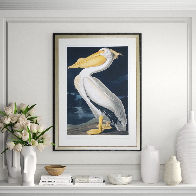 American White Pelican Print by Audubon