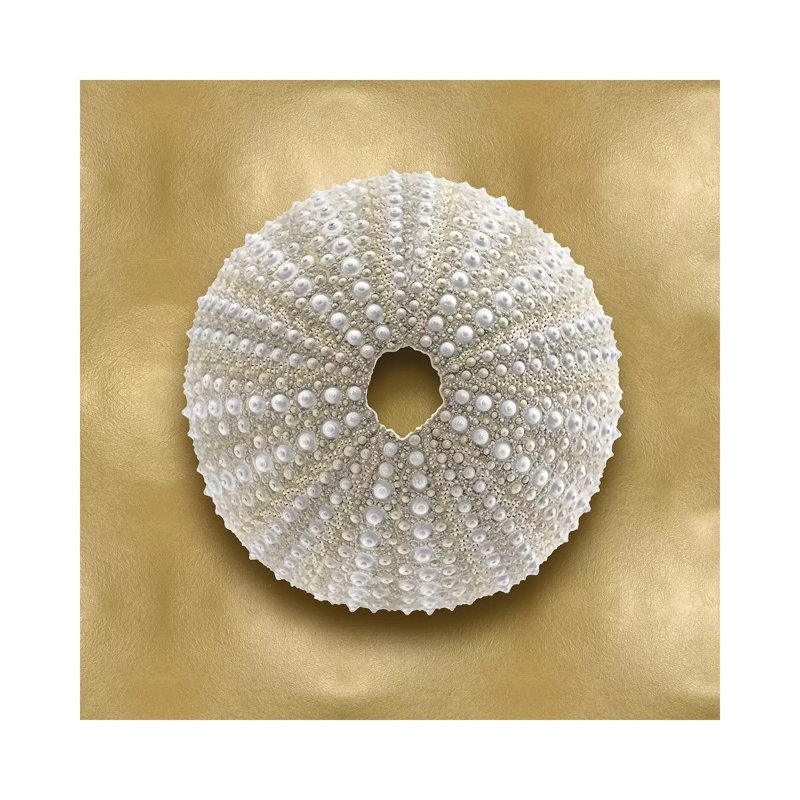 Shell On Gold V by Caroline Kelly - Wrapped Canvas Painting, 30.48 cm H x 30.48 cm W