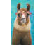 Lovable llama - 24"x48" Framed canvas
