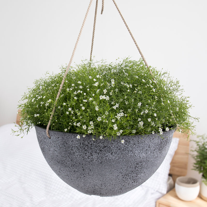 Boxdale 2-Piece Hanging Planter Set, 6.3" H x 13.2" W x 13.2" D, New Iron