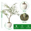 150cm Plant