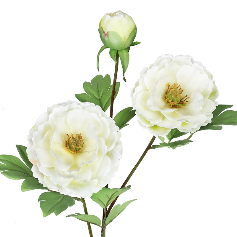 Tiges de pivoines, Blanc crème