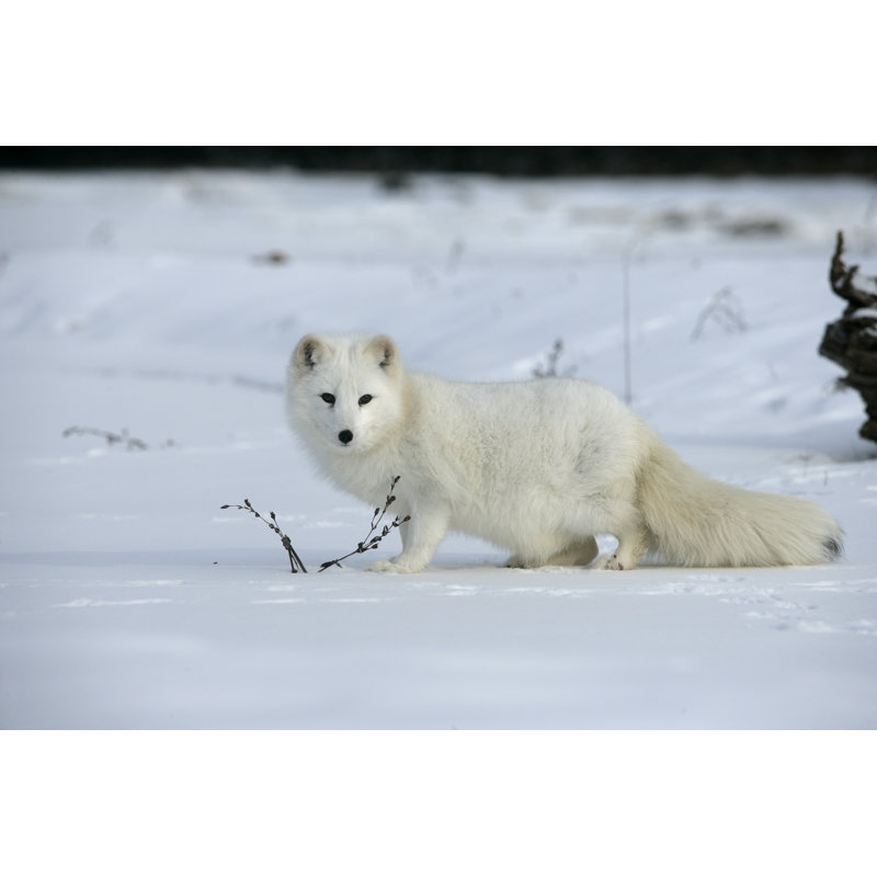 Arctic Fox, Alopex Lagopus by Mikelane45 - Wrapped Canvas Print, 81.28cm H x 121.92cm W