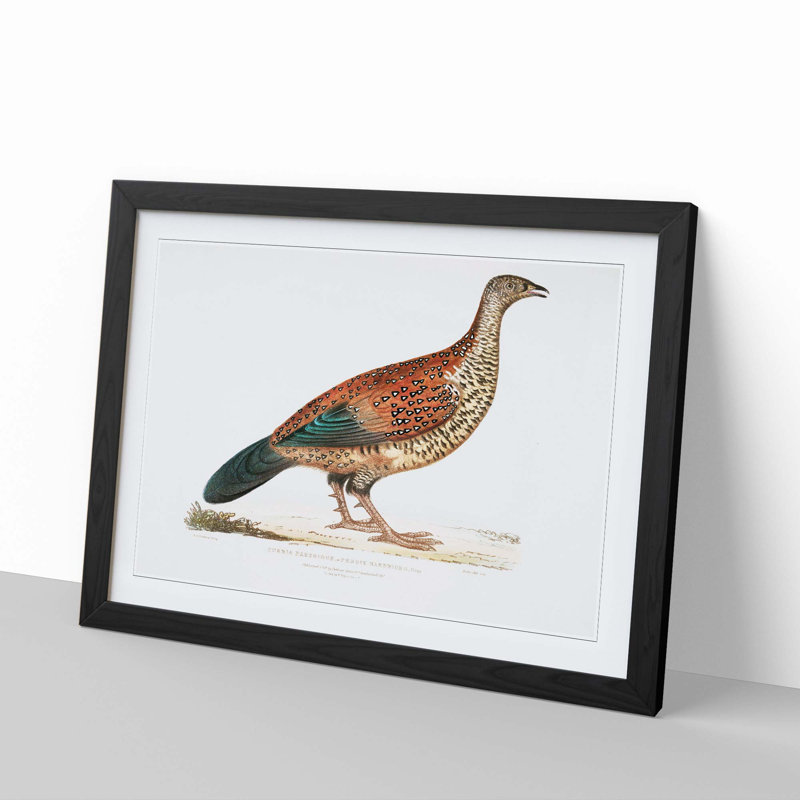 Curria Partridge Illustration by John Edward Gray - Framed Print, 27cm H x 36cm W x 2cm D, Black Framed