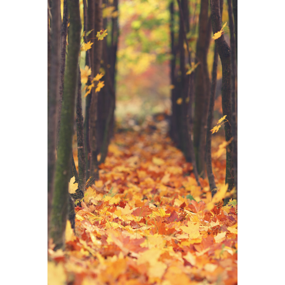 Fallende Herbstblätter von Bgfoto - Leinwandbild