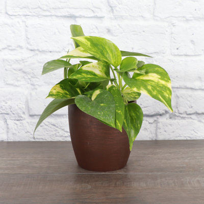 Live Golden Pothos Plant in Classic Pot
