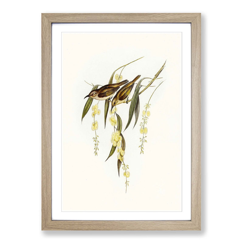 Brown Honeyeater Birds by Elizabeth Gould - Picture Frame Graphic Art Print, Oak Framed, 36cm H x 27cm W x 2cm D