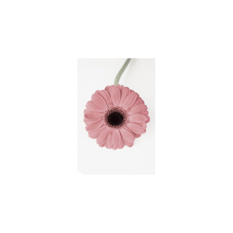 Wrapped Canvas Print, 121.92 cm H x 81.28 cm W