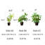 Mini plante verte en pot