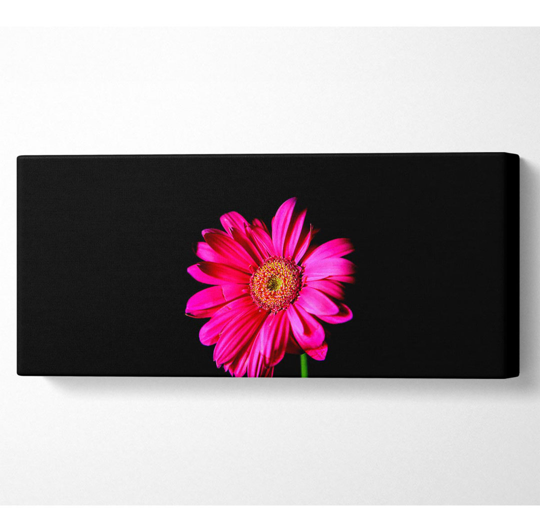 Hot Pink Gerber Daisy - Kunstdrucke auf Leinwand - Wrapped Canvas