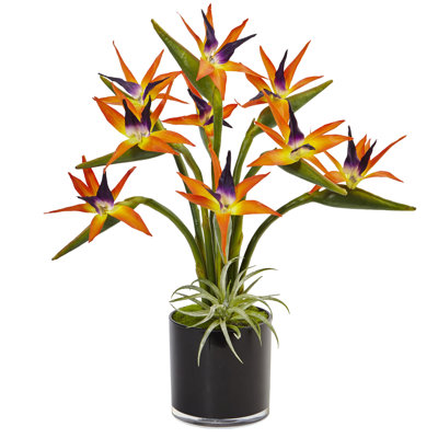 Birds Of Paradise Arrangement in Planter