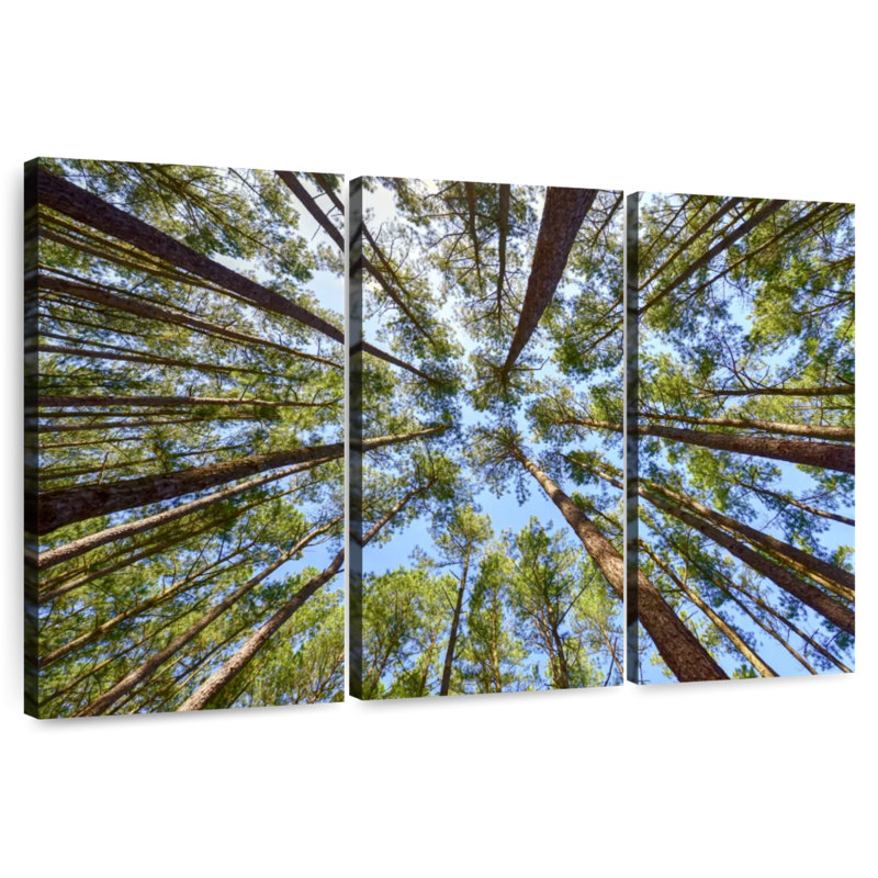 Harnek Towering Pine Trees, 36" H x 57" W