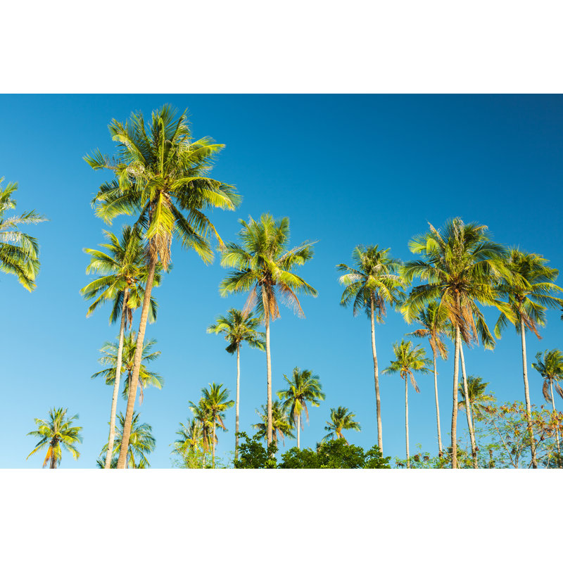 Coconut Palm Tree - Wrapped Canvas Print, 30cm H x 46cm W