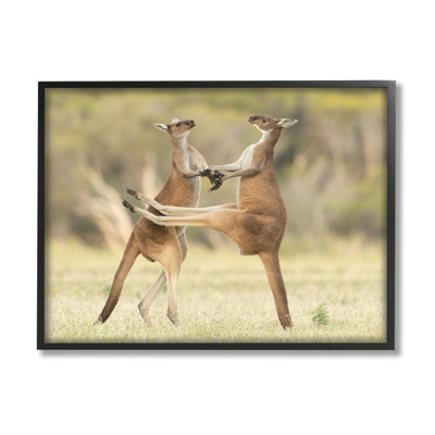ba-411-Kangaroo Duo, photographie par Lea Scaddan, reproduction d'art sur toile