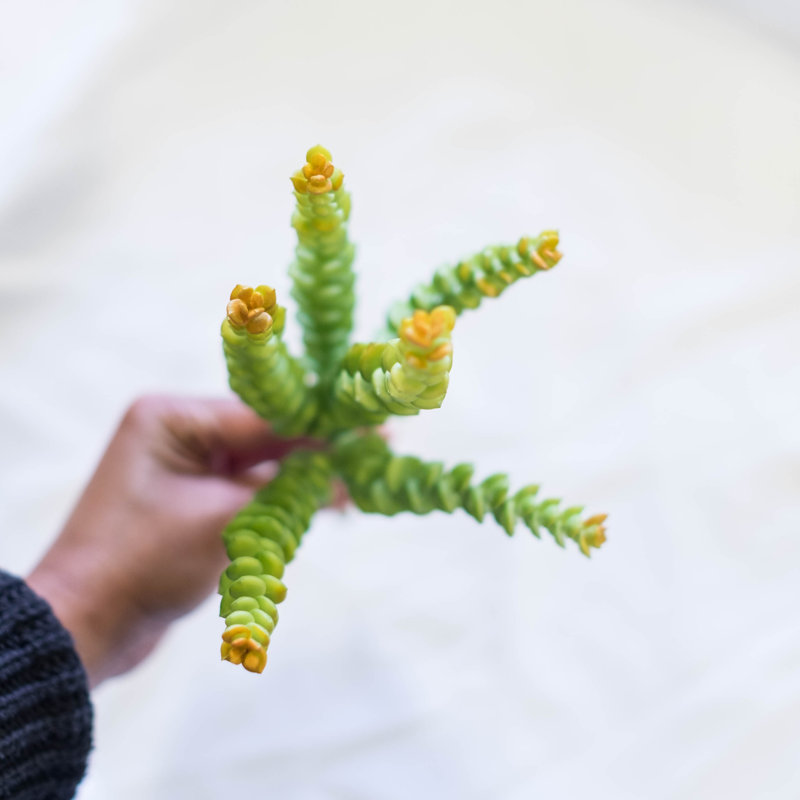 Succulent sedum