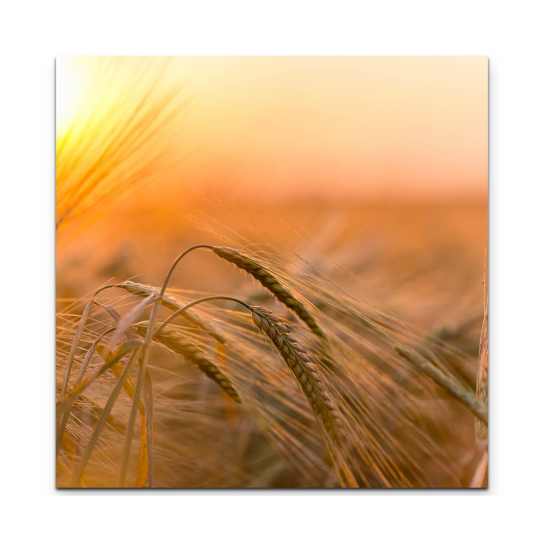 Leinwandbild Goldene Ähren im Sonnenlicht