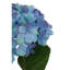 Fiori Hydrangea Arrangement