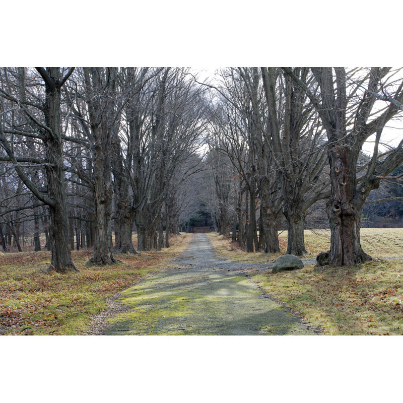 Tree Alley par Gmcoop, H 12 po x l 18 po